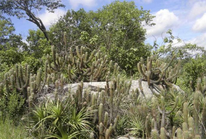 Caatinga