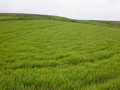 Campos ou Pampas ou Pradarias Vegetação herbácea