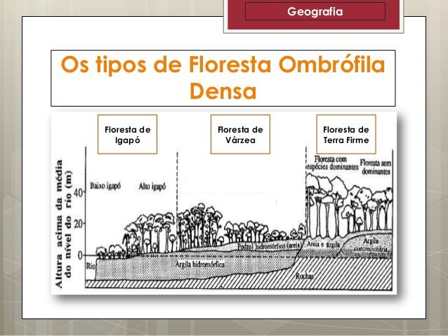 Características: Latifoliada, perenifólia, hidrófila e higrófila, heterogênea e densa.