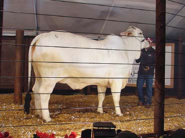 Leilão Casa Branca Querença Ainda Melhor Principal leilão Brahman da Expozebu colocará à venda a melhor genética disponível no Brasil.