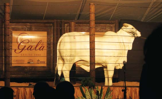 Noite Brahman de Gala: o melhor leilão da ExpoBrahman 2008 Mais uma vez, leilão da Casa Branca, Querença e Brahmânia Continental valorizou genética Brahman oferecida.