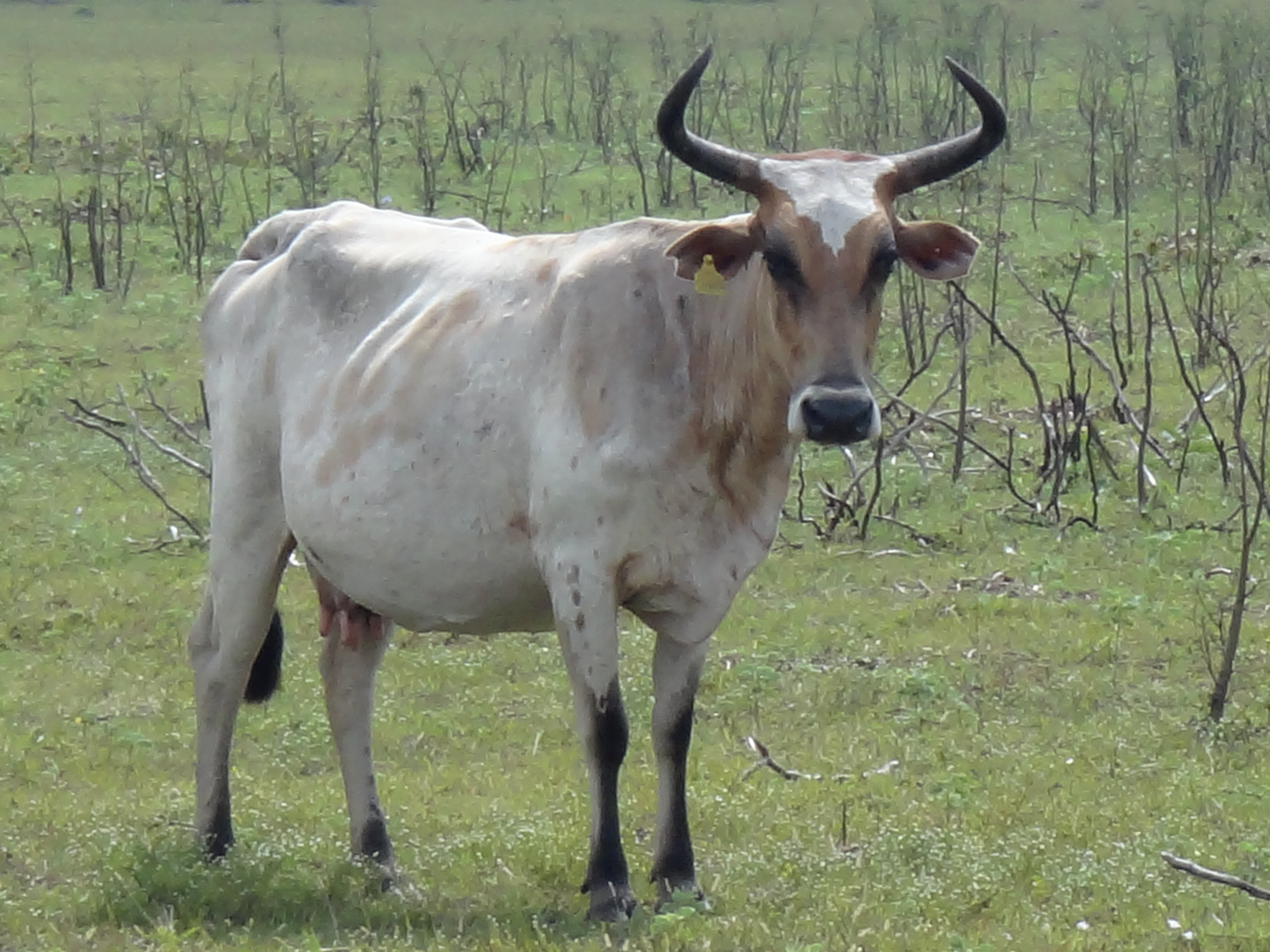 Caracterização racial Desempenho Reprodução Sanidade Genética 2003 2004 Fazenda Promissão Até 2008