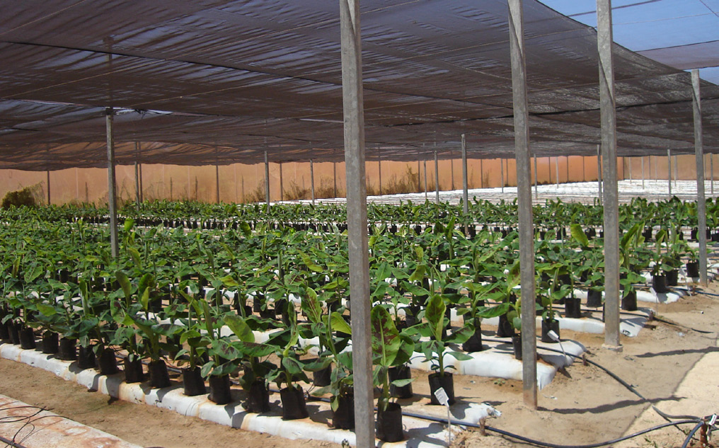 Produção de Mudas Micropropagadas de Bananeira O substrato utilizado no recipiente durante a permanência das mudas, no viveiro (casa de vegetação, estufa ou telado), deve apresentar boas