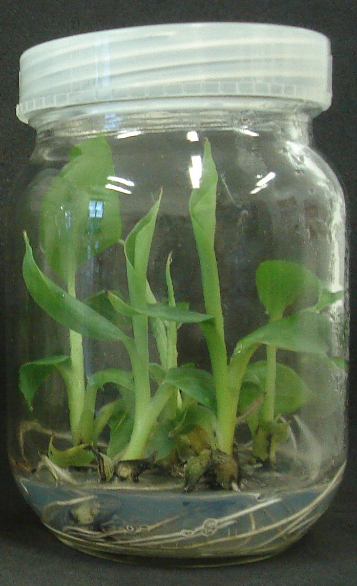 8 Produção de Mudas Micropropagadas de Bananeira genoma AAB e ABB (RESMI; NAIR, 2011; SINGH et al., 2011).