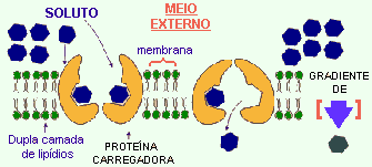 Absorção - Ativa Ocorre contra um gradiente de concentração (morro acima) O elemento passa pela membrana celular