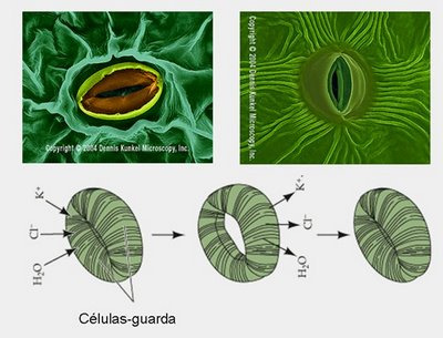 Funções - Movimento estomático Aumento na concentração de K + nas células guarda resulta em