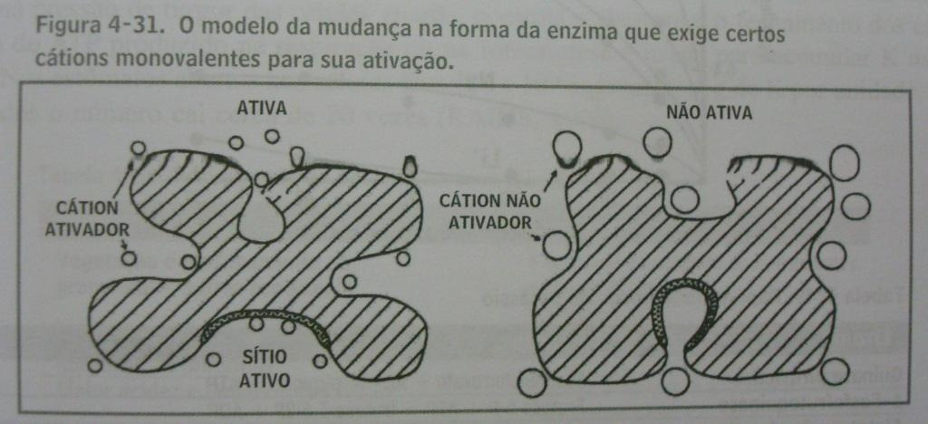 Funções Ativação enzimática Mudança na conformação da molécula