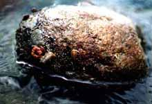 Importância dos costões rochosos nos ecossistemas costeiros 27