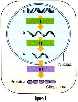 6.8. O estádio da mitose em que a membrana nuclear desaparece e os centríolos migram para os pólos é a: A. Metafase. B. Telofase. C. Profase. D. Anafase. 6.9. Na fase mitótica: A.