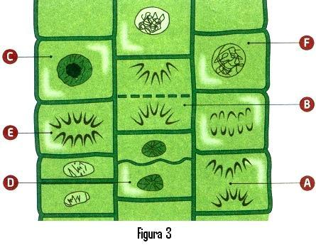 A figura 3 representa o tecido meristemático de uma planta, que observaste durante uma das tuas aulas práticas e no qual podem ser observadas células em