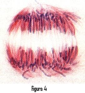 diferentes etapas da fase mitótica. 11. A quantidade de DNA de uma célula somática em metafase mitótica é X.