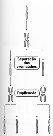 FICHA (IN)FORMATIVA Nº 2 Biologia e Geologia Módulo 4 Cromossomas, ciclo celular e reprodução assexuada Cromossomas No núcleo das células o DNA encontra-se associado a proteínas e a rrna formando
