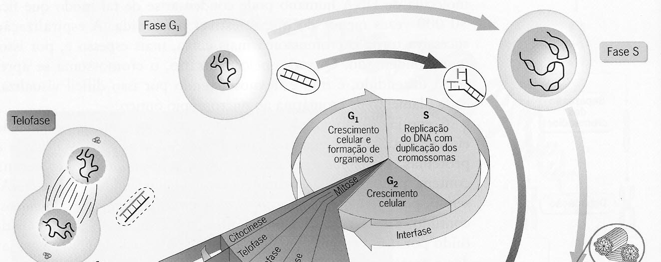 EXERCÍCIOS II 1. Organize um mapa de conceitos que explicite as fases e as subfases do ciclo celular. 2.