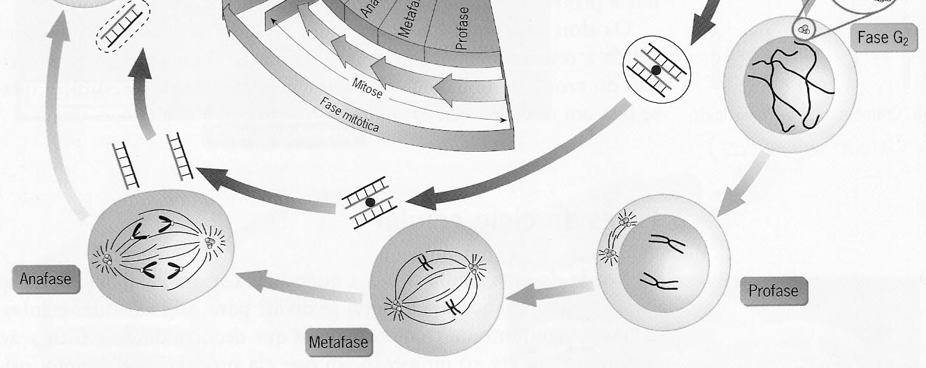 Indique quais as principais diferenças que se podem observar entre a profase e a fase G2. 4.