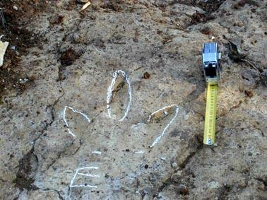 Mais tarde, descobriram algumas pegadas tridáctilas, de menores dimensões (comprimento máximo de 27 cm).