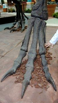 Por ali passaram pelo menos 6 teropodes gigantescos - para pegadas com comprimento de 72 cm, a altura da anca rondaria os 3