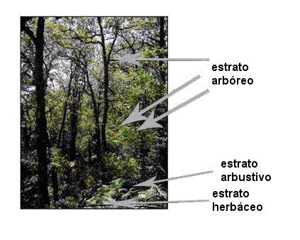 Estratificação do Bosque Vegetação do Bosque