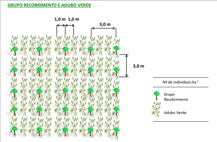 Figura 6 - Implantação do grupo de recobrimento e Adubo Verde por semeadura direta (primeira intervenção) Figura 7 -