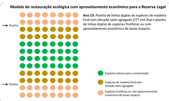 Figura 12 Modelo para restauração ecológica com aproveitamento econômico da Reserva Legal (Ano 12): colheita final do eucalipto.