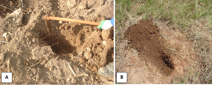 Figura 20 Abertura de berços com enxadão (A) e aspecto do berço aberto (B). 4.