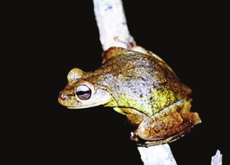 Anuran amphibian species recorded at Parque Estadual das Furnas do Bom