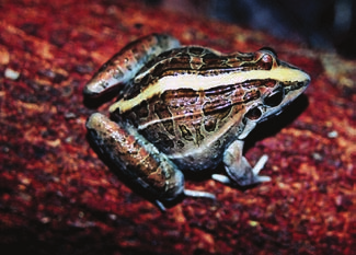 a) Rhinella rubescens; b) Rhinella schneideri; c) Odontophrynus