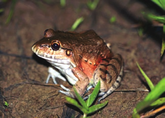 Dendropsophus nanus; g) Hypsiboas albopunctatus; h) Hypsiboas faber;