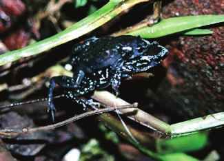 Pseudopaludicola saltica; r) Leptodactylus fuscus; s) Leptodactylus