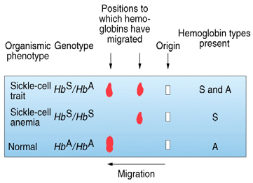 Anemia falciforme é uma doença genética causada por um locus único, autossômico, recessivo Masseráqueé?