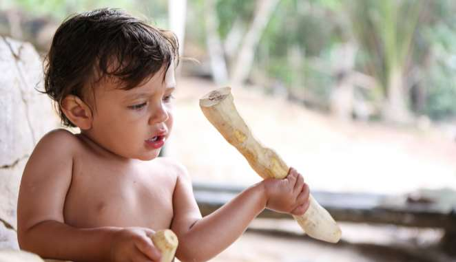 Após almoço, durante a tarde iremos até uma tradicional casa de farinha para conhecer todo o processo de produção de um dos alimentos mais importantes da Amazônia.