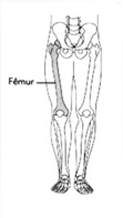 extremidade proximal Patela (pequena placa) é um osso pequeno, triangula na frente da