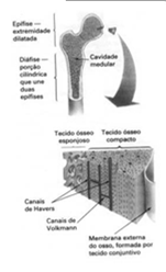 DIAFISE OSSO COMPACTO CANALMEDULAR MEDULA AMARELA ENDÓSTEO PERIÓSTEO FUNÇÕES DOS OSSOS