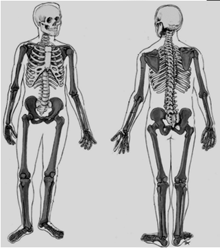 OSTEOLOGIA Divisão Geral do esqueleto Esqueleto axial Esqueleto