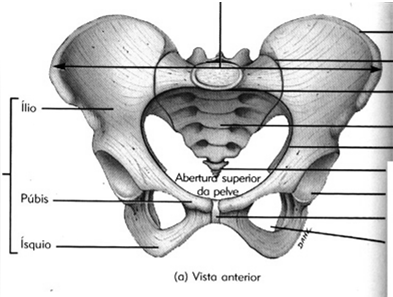 A cintura pélvica fornece um suporte forte e estável para a coluna vertebral e as vísceras.