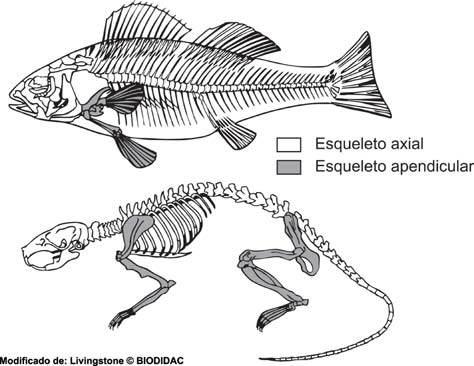 Cordados I Regiões axial e apendicular de um peixe e de um tetrápode. Começaremos falando sobre uma parte da região axial conhecida como esqueleto cefálico.