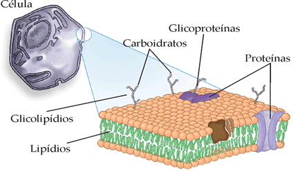 como plantas e animais; ou acelulares, como os vírus. Célula animal Uma célula animal apresenta membrana plasmática, núcleo e citoplasma (com citosol e orgânulos).