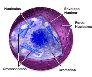 Fig. 2: Núcleo da célula O citoplasma é a região localizada entre a membrana e o núcleo, tem citosol (água, proteína e outros componentes) e organóides.