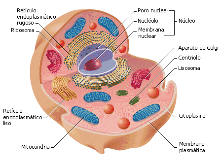 interior da célula), mitocôndria (respiração celular), retículo endoplasmático liso (transporte e síntese de lipídeos), retículo endoplasmático rugoso ou granular (transporte e síntese de proteínas),
