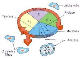 Ciclo Celular Período G1: intensa síntese de RNA e proteínas e aumento do citoplasma. PERÍODO S: Este é o período de síntese, duplicando seu DNA.