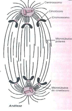 Anáfase Fase do deslocamento (ana indica movimento ao contrário) As fibras do fuso começam a