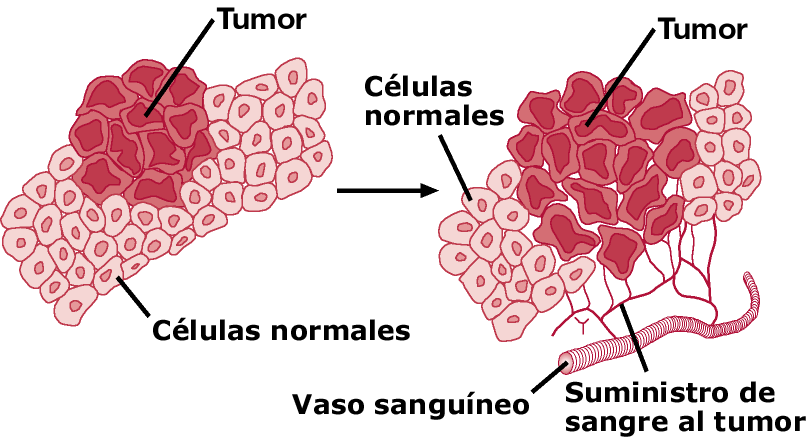 Mitose e Câncer Mitoses anormais e aceleradas podem originar tumores malignos (Neoplasia/Câncer).