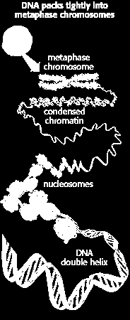Cromonema = Cromossomo Durante a divisão celular, os cromonemas espiralizam-se, tornando-se mais