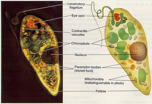 Euglena