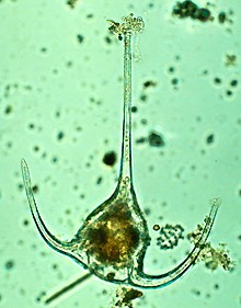 Filo Pyrrophyta (Dinoflagelados) Ocupam principalmente habitat marinho Possuem os pigmentos: clorofila, carotenos e