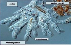 Classificação dos protozoários Sarcodíneos ou Rizópodos Locomoção por pseudópodos. Nutrição por fagocitose. Digestão intracelular. Vida livre (aquáticos) ou parasitas.