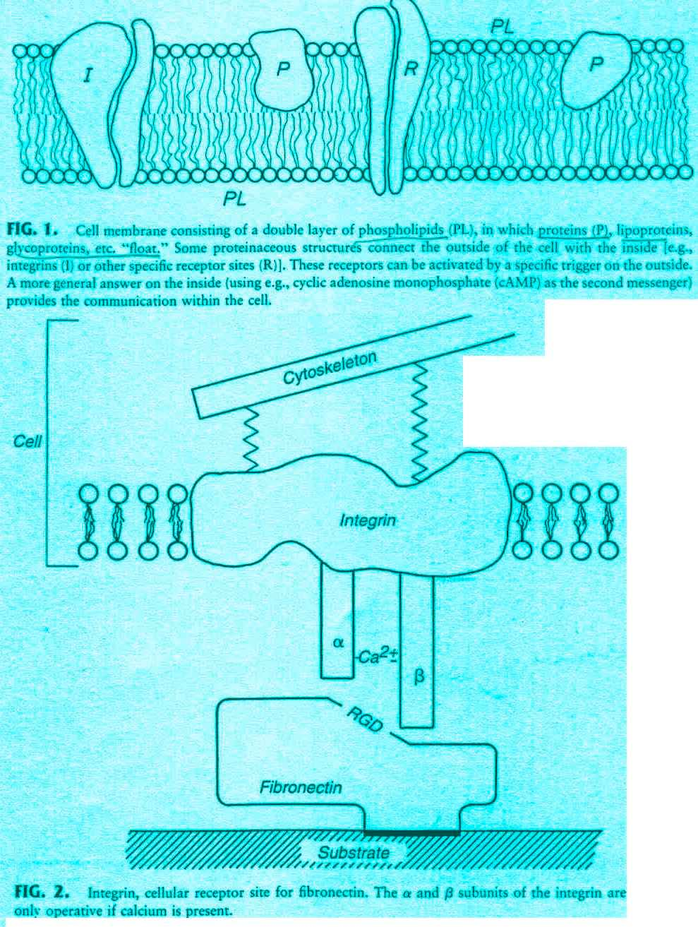 Membranas = lâminas finas com resistência mecânica (6 a 10 nm) 60% proteínas + 40% lípidos + glúcidos dupla camada (glicoproteínas, lipoproteínas e carbohidratos) Transporte através das membranas