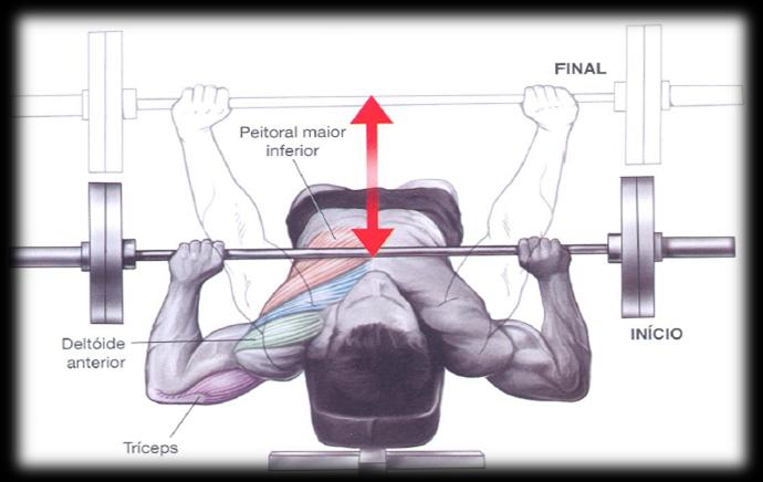 12 Por fim, o supino declinado (fig 4), onde o executante, deitado em um banco declinado na posição de decúbito dorsal, e com a empunhadura e espaçamento das mãos igual aos outros dois supinos, o