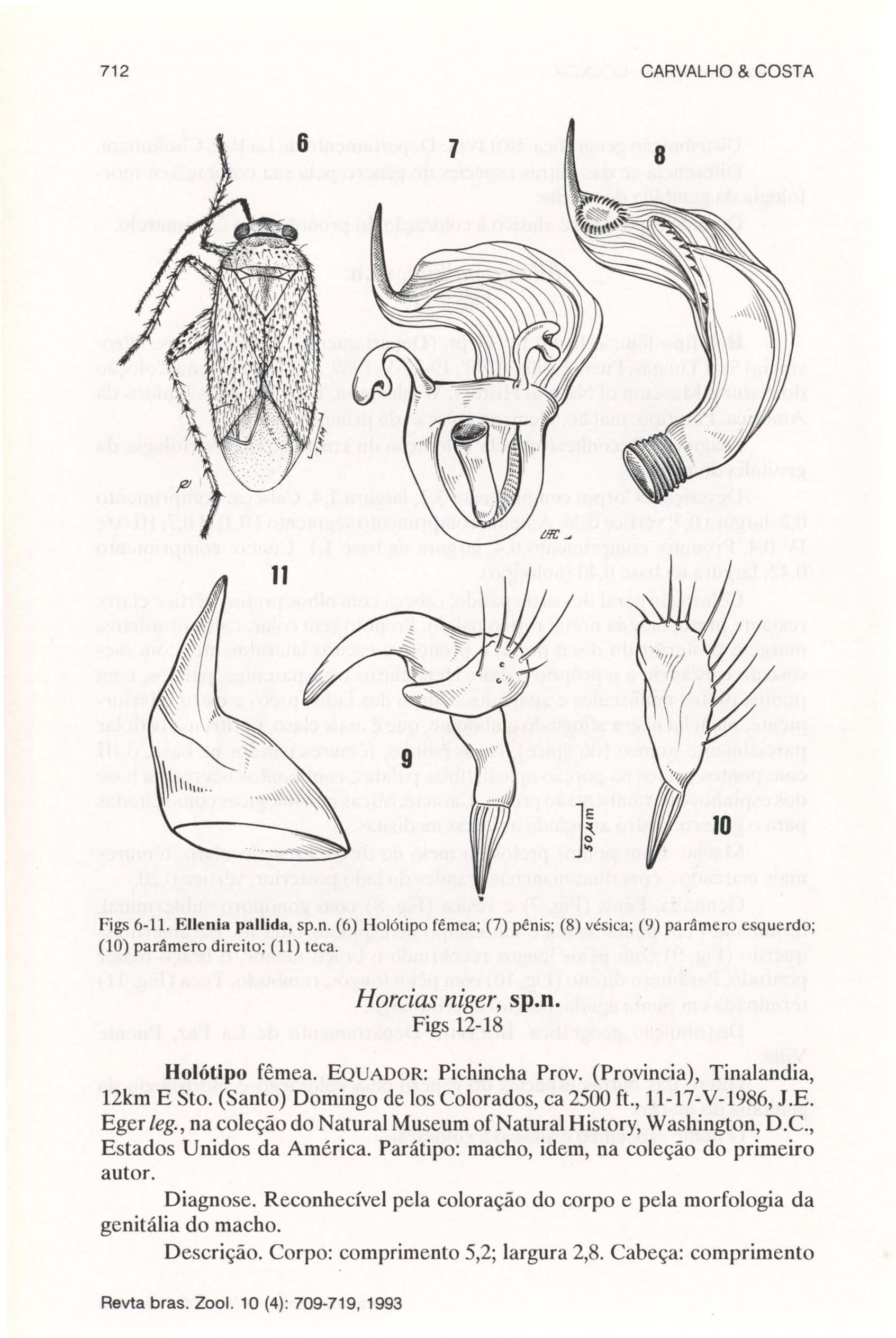 712 CARVALHO & COSTA 7 8 ]~ Figs 6-11. Ellenin pllllidll, sp.n. (6) Holótipo fêmea ; (7) pênis; (8) vésica; (9) parâmero esquerdo; (10) parâmero direito; (II) teca. Hordas niger, sp.n. Figs 12-18 Holótipo fêmea.