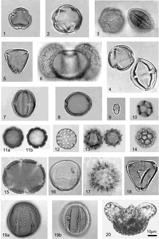 Estampa: Grãos de pólen de espécies vegetais representativas de sedimentos quaternários do estado do Rio de Janeiro. Aumento 1000 vezes. Figs. 1 6: espécies de mata. Fig. 1: Alchornea (Euphorbiaceae); Fig.