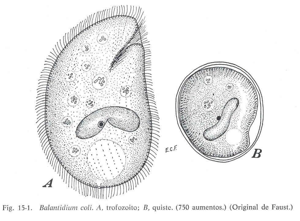em forma de funil(peristoma), que leva a boca(citostoma), vacúolos digestivos, dois núcleos